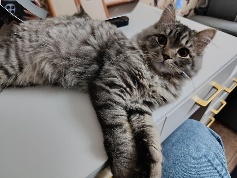 Отдам кота в хорошие руки