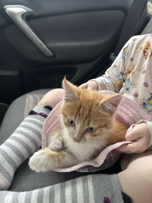 Отдам котенка в добрые руки
