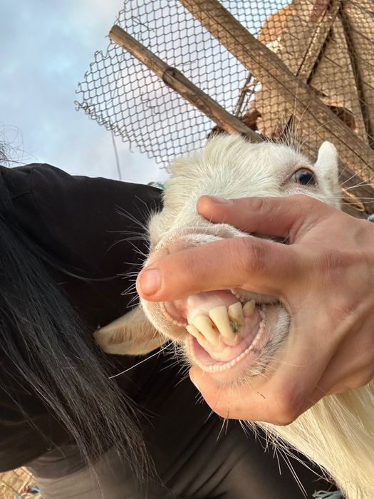 Vând capră la prima fătare