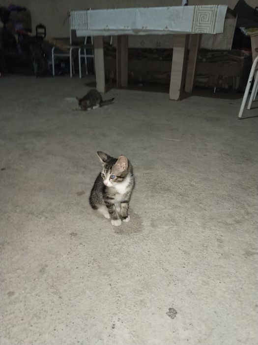 Отдам даром котят