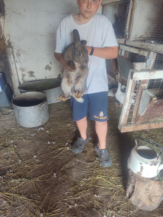 Продам крола фландер