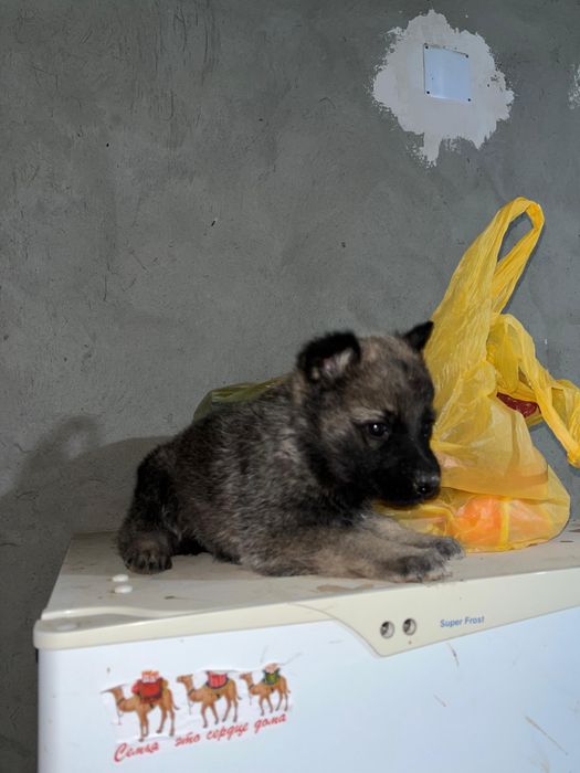 Щенок күшік собака