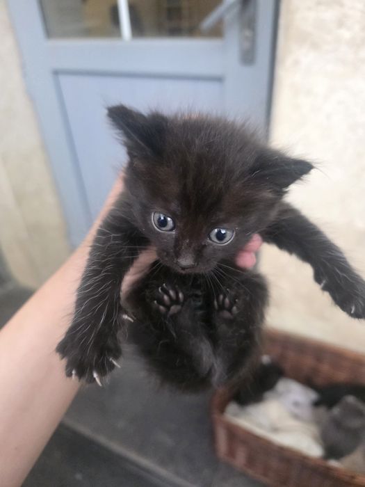 Отдам котят в хорошие руки