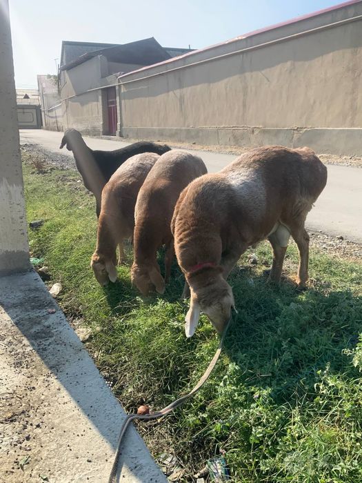 КУЙЛАР СОТИЛАД киргиз таласн куйи видоси бор арашан куйлар 2 ТИШ КУЙЛА