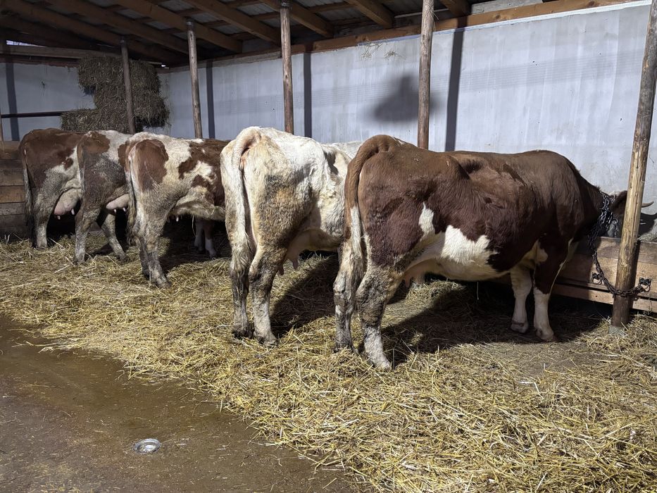 Vaci baltata romaneasca de vanzare !