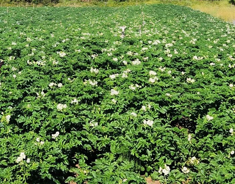 Самоковски картофи Сорая