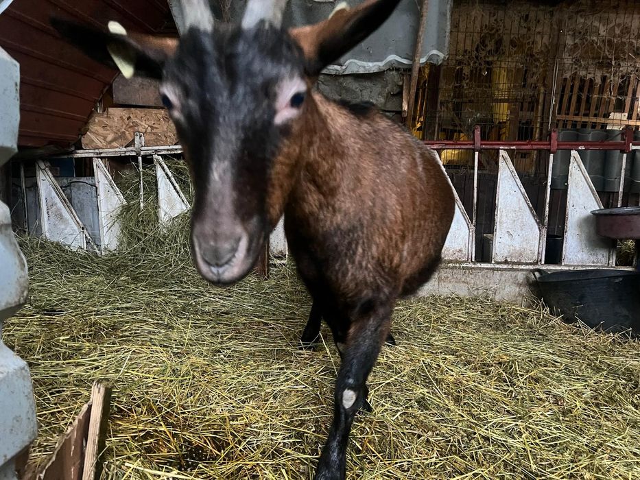 Capră gestantă alpin franceză