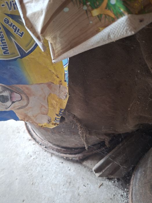 Vând putini/brădoi diferite categorii si greutate de stejar sanatoase cei interesati sa sune!! Nu deranjati inutil 0771616567 raspund si pe whatsapp