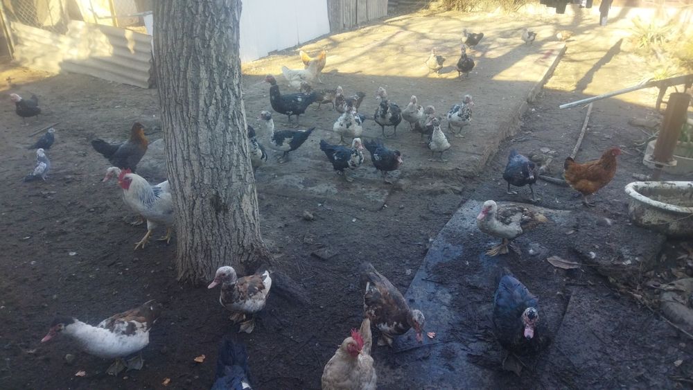 Продам молодых шипунов