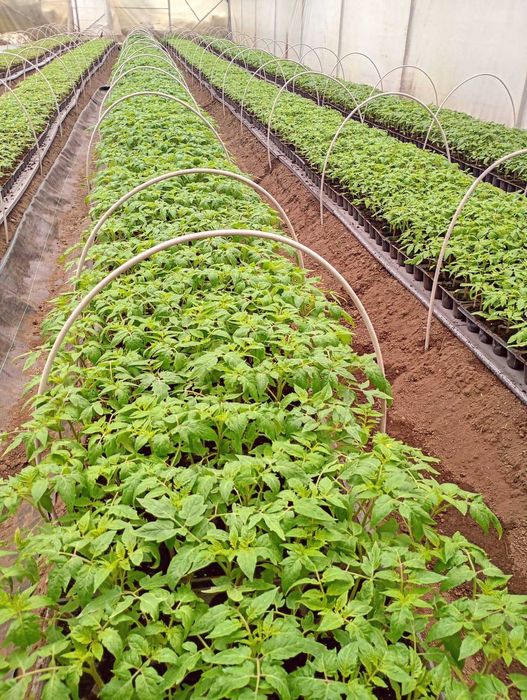 VAND RASADURI DE :Rosii,Ardei,Vinete,Castraveti din soiuri si hibrizi