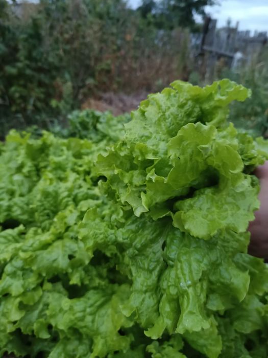 Продам зелень с дачи