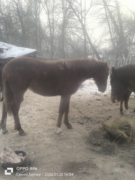 Продам лошади с откорма
