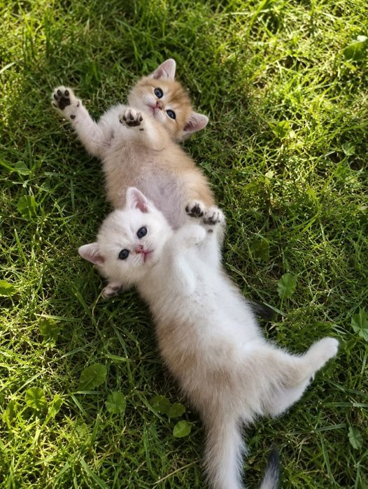 Продаются котята шиншиллы
