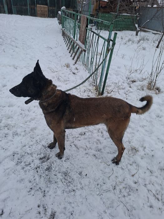 Белгийсеая овчарка  Малинуа