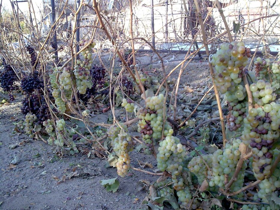 продам дачу, первая береговая линия