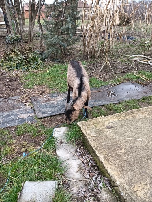 Vând iadă gestantă