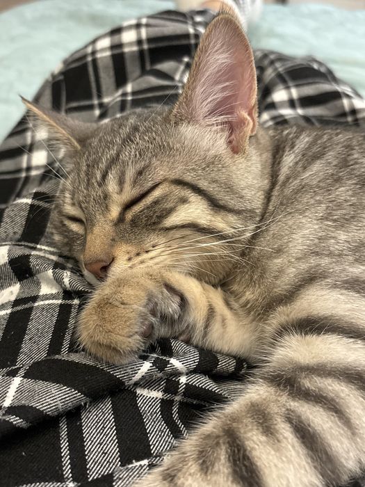 отдам кота в добрые руки