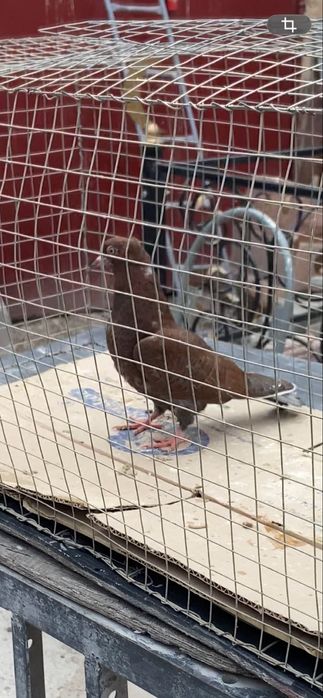 Голуби Чех, кормилка и бакинцы