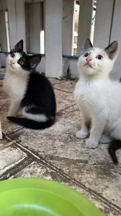 Pisici  Mici si frumoase pentru adoptie