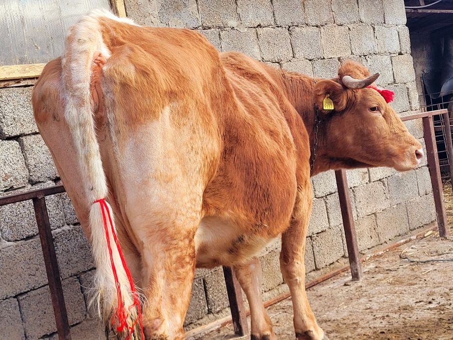 Vaca gestantă în 8 luni