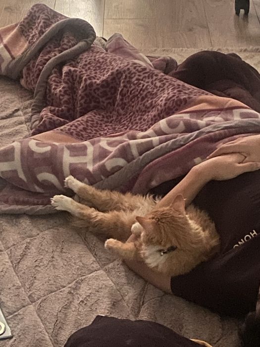 Турецкая Ангора Нажим