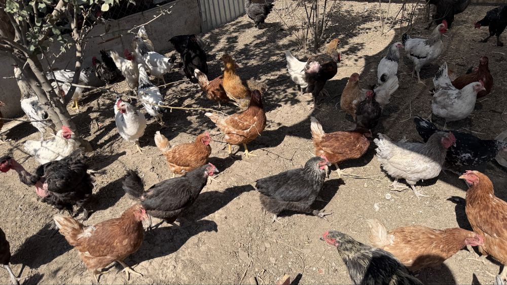 Продаются домашние куры