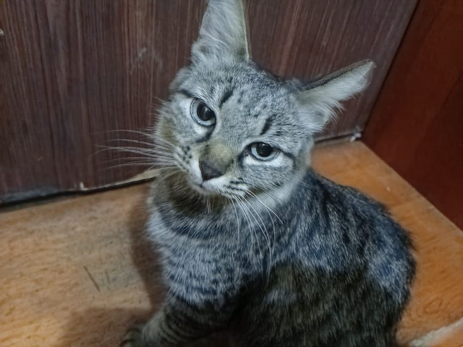 срочно кошка в добрые руки