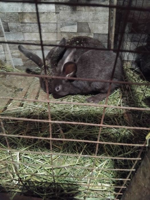 Кролик продаётся