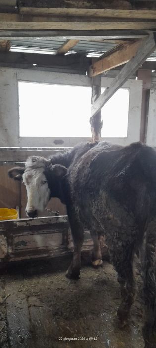 Ұзынағаш жаңақұрлыс