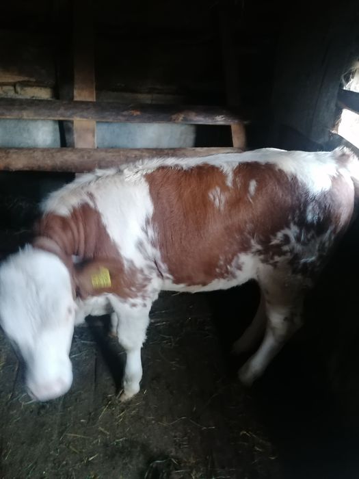 Vitea de vânzare de 3 luni