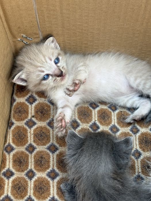 Милые котята ищут дом