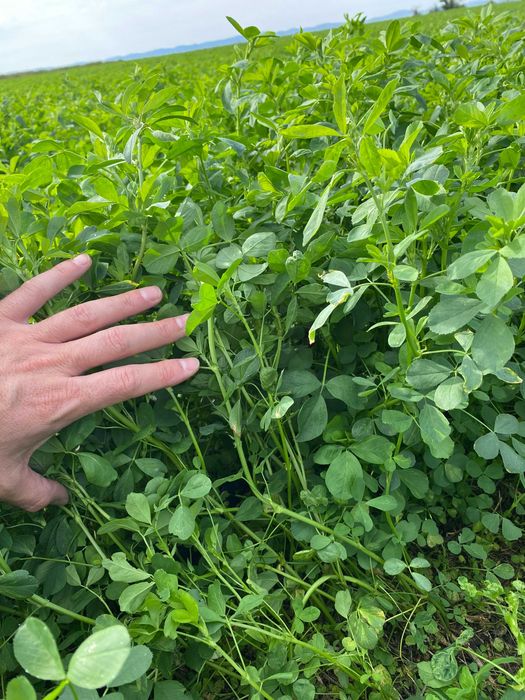 Декускутирано Семе люцерна  Приста 3, 6€