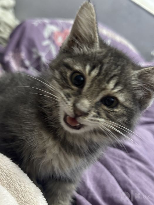 Котенок девочка в добрые руки
