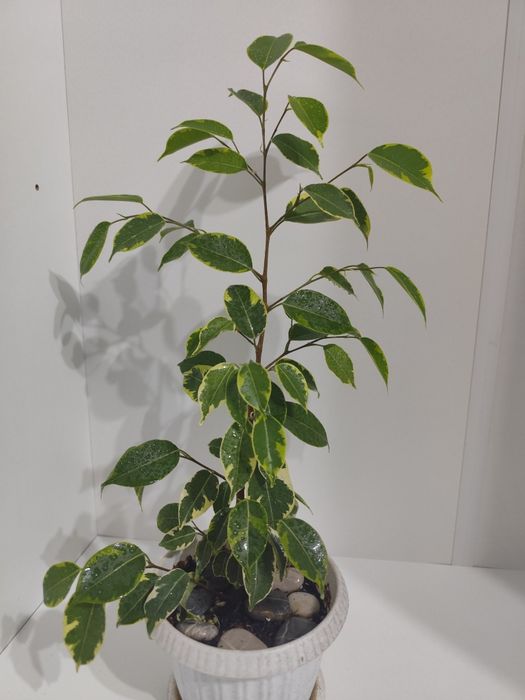 Фикус Бенджамина пестролистный