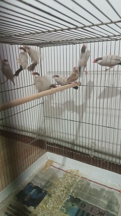 Продам Рисовых Амадин  кофейные