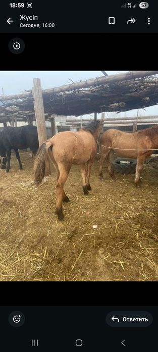 Тай  құнан  сатылады