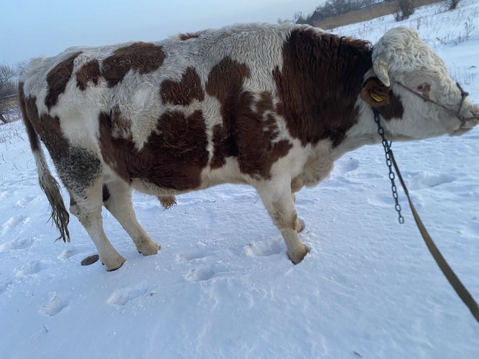 Продам быка семинтал возраст 3 года