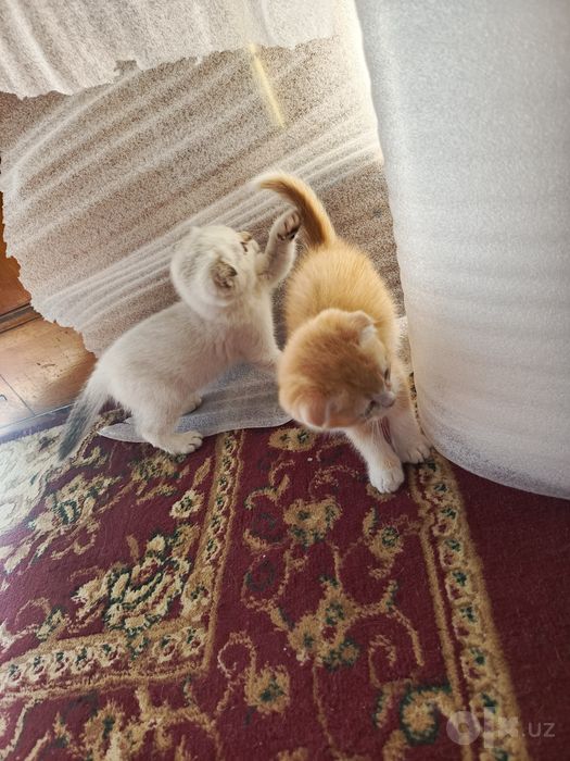 Шотландские вислоухие котята