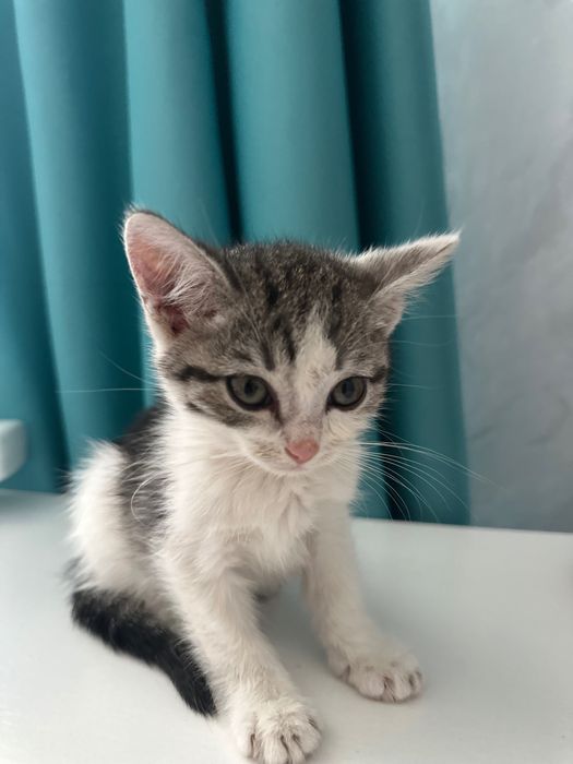 Котенок ищет маму