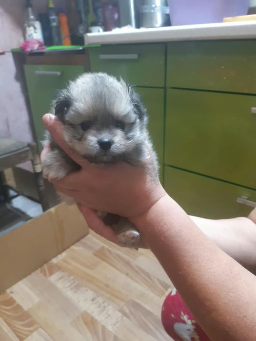 Продам щенков породы немецкий шпиц