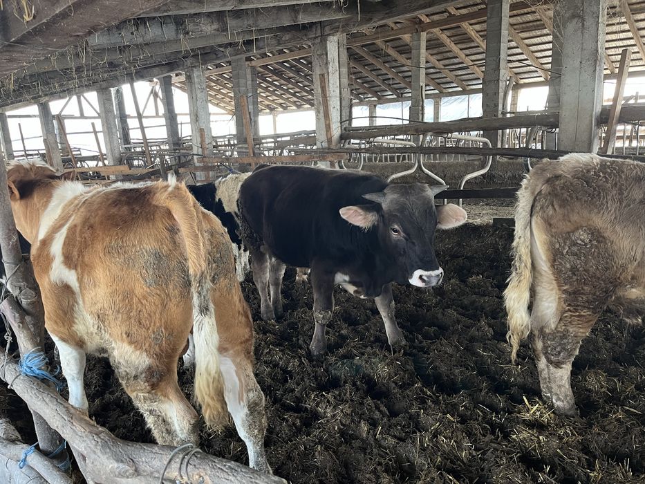 Vand vitei la kg sau la intelegere