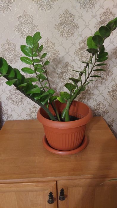 Замиокулькас - растение