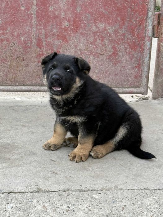 Mascul Ciobanesc german