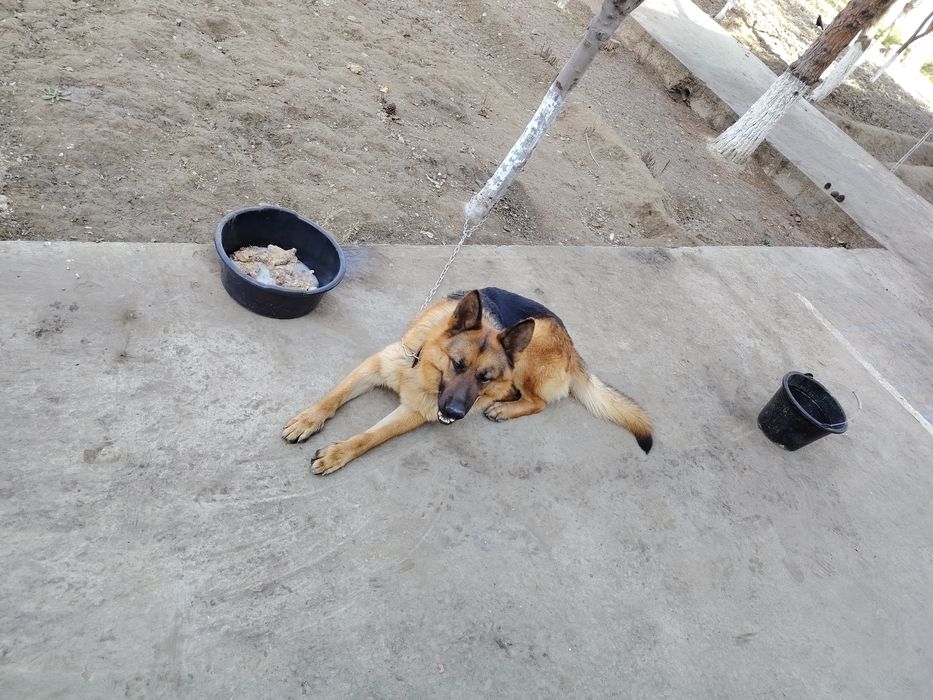 Афчарка немис 1 йош