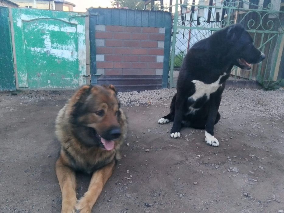 Ищем для вязки кобеля,подругу.