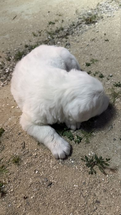 Щенок