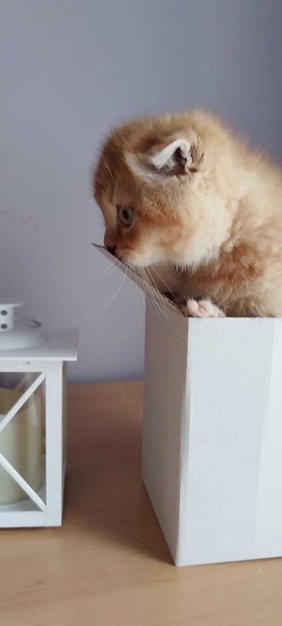 Последно шотландско клепоухо котенце