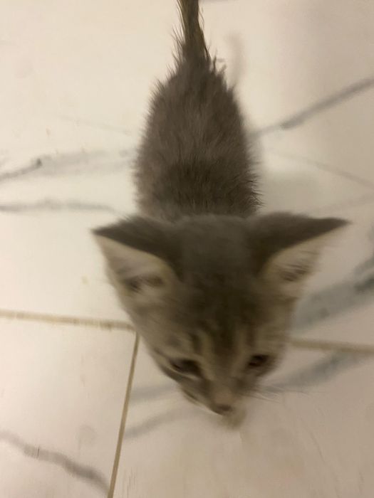 Отдам котенка в добрые руки