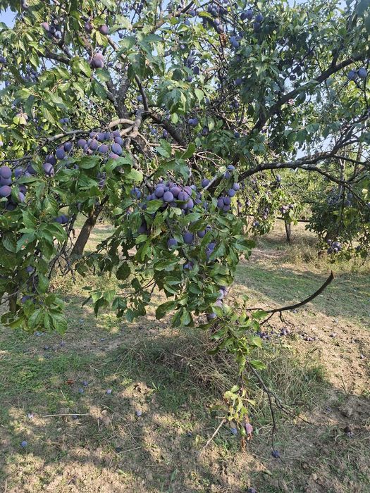 Prune de vânzare