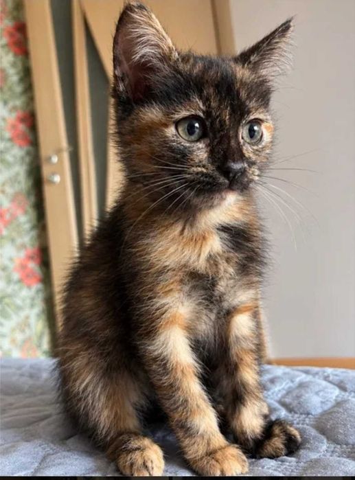 Котёнок 3 месяца